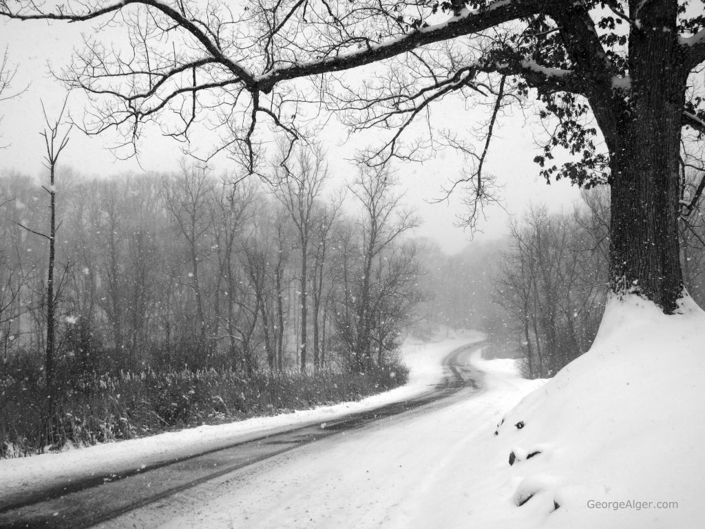 Oak Tree Snow Storm, by George Alger