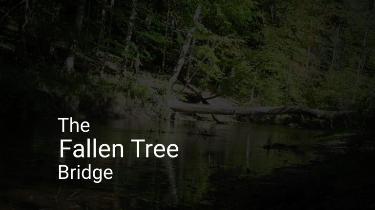 The Fallen Tree Bridge (27sec)