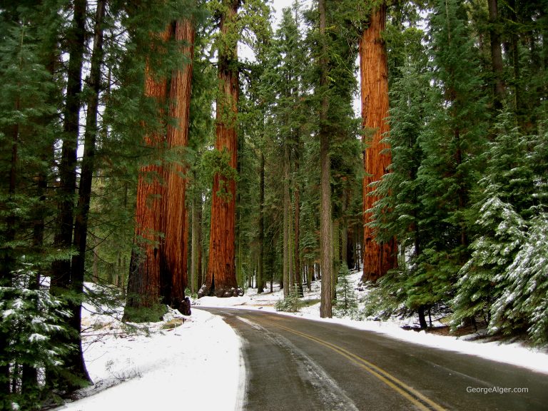 Winter Redwoods