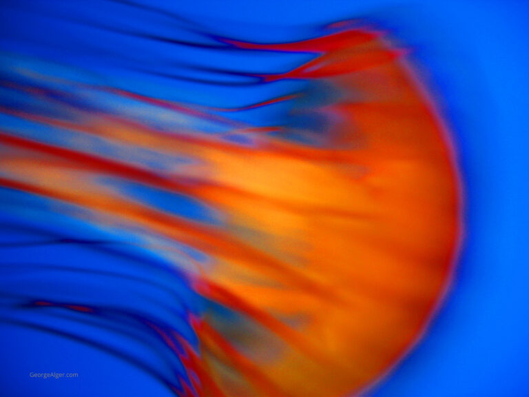 Fiery Jellyfish
