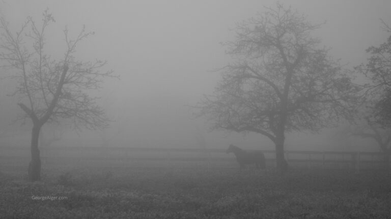 Horse in the Fog