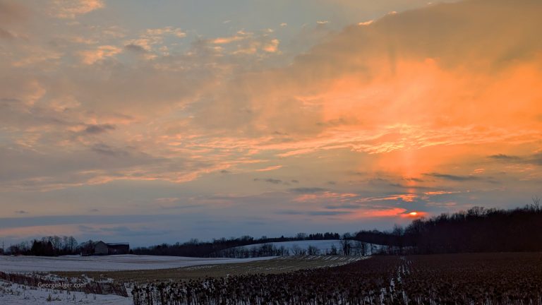 Winter Sunflowers, by George Alger